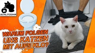 🔥Warum folgen uns Katzen aufs Klo  Lustiges Katzenverhalten [upl. by Merdith100]