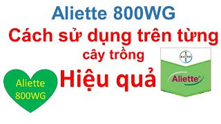 Aliette 800 WG cách quản lý bệnh vi khuẩn hiệu quả với thuốc Aliette  Antracol  Nativo  Bayer [upl. by Ateekahs]