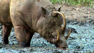 Babirusa Hirscheber Sulawesi Indonesia [upl. by Mic]