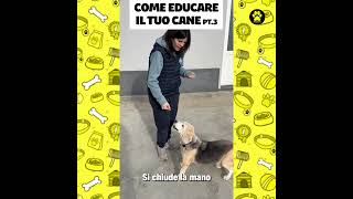 Come educare il tuo cane pt3 la zampa [upl. by Einnek646]