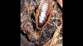 Cucuracha de Monte Epilambra abdomenniqrum Forest Cockroach [upl. by Dazhehs155]