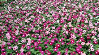 Caring for Annual Vinca [upl. by Tabbie]