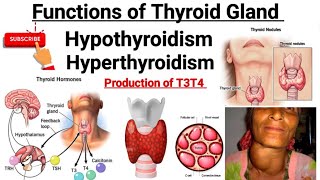 Functions of Thyroid hormone  Thyroid gland  Hypothyroidism  Hyperthyroidism [upl. by Mchail]