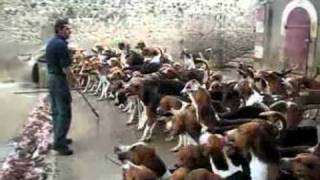 How To Feed 100 Dogs At Once Video [upl. by Otanod]