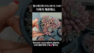 다육이 헤르메스 💕 꽃나래다육 01028181441 Korean succulent plants 다육식물 plants 다육 garden ceramic 다육화분 [upl. by Paddy339]