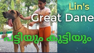 Best Great Dane video ഗ്രേറ്റ് ഡേൻ German Mastiff ഭീകര വലുപ്പം ഉള്ള നായ A childs Best friend [upl. by Bayless910]