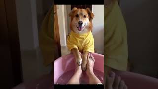 Dog Gets Full Body Massage  The Dodo [upl. by Quillan]