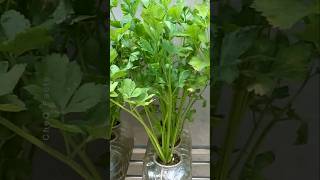 How to Grow Coriander at Home Using Plastic Bottles plants farming shorts [upl. by Roose]