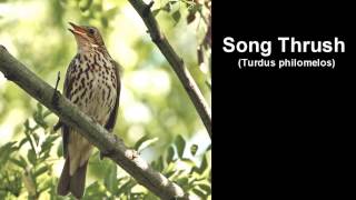 Song Thrush Bird Call and Pictures for Teaching BIRDSONG [upl. by Gerbold]