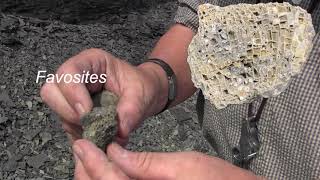 Fossil Collecting with Carl Brett Tabulate Coral [upl. by Olinad]