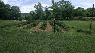 Weed removal with the craftsman tiller selfsufficiency homesteading [upl. by Arrait559]