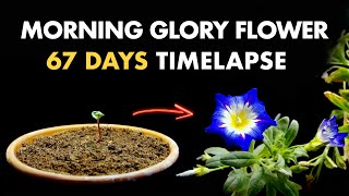 Growing Morning Glory Flower From Seed  67 Days Timelapse [upl. by Tarrance107]