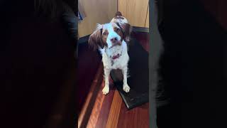 Look how my dog dose this trick shorts [upl. by Abagail]