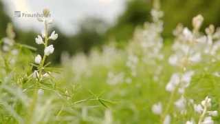 Superfood Lupinen Süßlupine als Ersatz für tierische Produkte [upl. by Dogs]