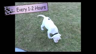 Dog Training Housebreaking in 3 Simple Steps  Thriving Canine [upl. by Ahsram656]