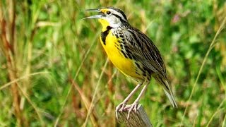 Meadowlark Singing And Calling  11 Minutes [upl. by Anitaf]