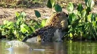 Jaguar vs Capybara  Brazil 🐯🎥 [upl. by Shirl216]