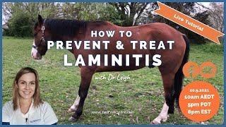 How To Prevent amp Treat Laminitis In Horses  Live Tutorial  Your Vet Online [upl. by Narhet]