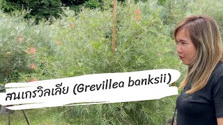 สนเกรวิลเลีย Grevillea banksii แถม สนฉัตรแก้วเจ้าจอมหมากเหลืองต้นกระดาษ บ้านดงบัง ปราจีนบุรี [upl. by Arfihs593]