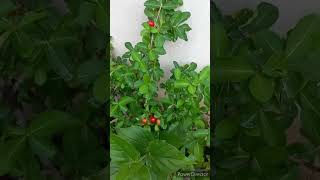 Barbados Cherry 🍒 in pot [upl. by Eppesuig]