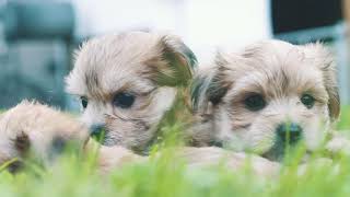 Morkie Puppies [upl. by Ephram]