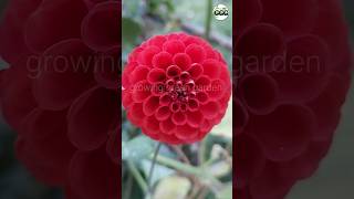 Red Dahlia flower Dahlia plant trending shorts viralvideo ytshorts shortvideo youtubeshorts [upl. by Buttaro748]