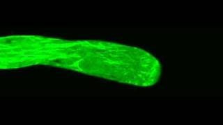 Polar Cell Growth Machinery in Pollen Tubes Supplemental Video 6 [upl. by Eibrab]