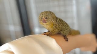 Very Cute Tiny Marmoset Monkey [upl. by Paddy343]