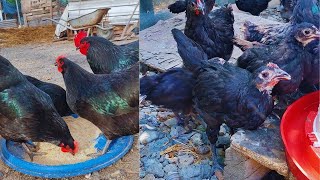 AUSTRALORP TAVUK KÜMESLERİMİZ LUTKEMEİER AUSTRALORP ÜRETİMİ [upl. by Aiuoqes]