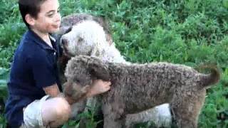 Terra Incognita LAGOTTO ROMAGNOLO [upl. by Teryl]