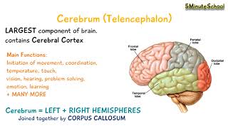 Cerebrum Telencephalon [upl. by Wj]