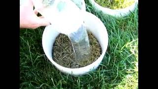 Soapy water flushing for black cutworms in turfgrass [upl. by Iram]