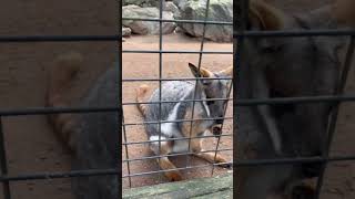 Wallaroo in Australia 🇦🇺 youtubeshorts shortsfeed shortvideo shortsviral animals shorts [upl. by Suillenroc50]