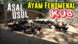 Asal Usul Ayam KUB  Ayam Kampung Fenomenal Asli Indonesia [upl. by Neral]