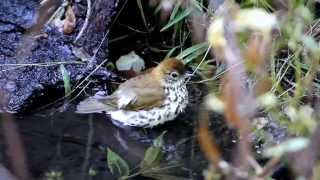 A Wood Thrush bathing in Central Park NYC [upl. by Norrie]