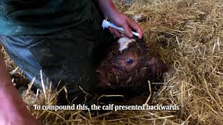 Tullamore Farm calving update [upl. by Gautious446]