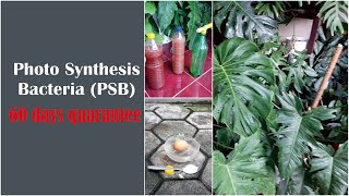 how to make successful steps photosynthesis bacteria from your kitchen ingredientsGreenOnGreenTV [upl. by Twyla]