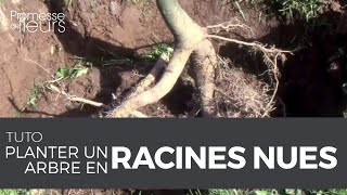 Tuto  Planter un arbre en racines nues [upl. by Ardnasal]