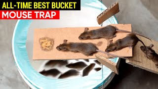 Best Mouse Trap Bucket AllTime  Rat Trap Homemade  How to set a Mousetrap [upl. by Borden992]