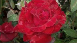 Jim Reeves  Roses are red my lovempg [upl. by Mac645]