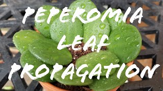 Peperomia Leaf Propagation [upl. by Leay417]