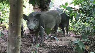 Wild boar feeding activities [upl. by Jelena]