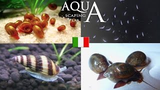 Aquascaping Lab  Parassiti in Acquario eliminazione PlanorbisPhysaMelanoidesAcroloxusPlanarie [upl. by Relyhcs688]