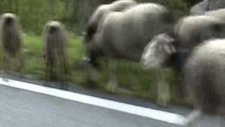 Transhumance des moutons dans les Pyrénées alentours de Gavarnie [upl. by Yalc]