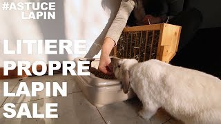 Astuce Lapin Litière propre lapin sale [upl. by Seligman]