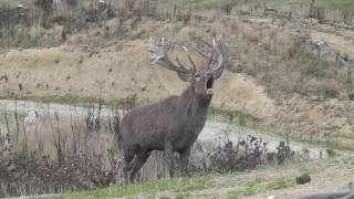 Red Stag roaring [upl. by Atsyrc680]