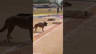 well trained dogs nellore parade dog dogs dogshorts doglover dogsofinstagram instagram [upl. by Cash]