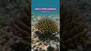 Wild tricolourbonsai purple tipped Acropora coral shorts ocean nature coral aquarium acro [upl. by Xantha]