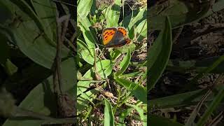 Дукачик грянець Lycaena phlaeas біля Одри nature insects [upl. by Alexine]