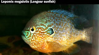 Longear sunfish Lepomis megalotis 55G aquarium [upl. by Clabo]